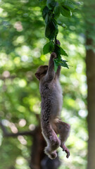 monkey hanging in tree