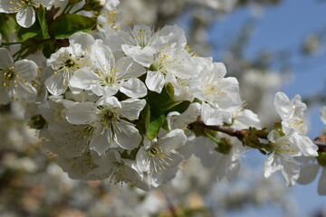 Nature's Beauty: A Close-Up of White Blossoms