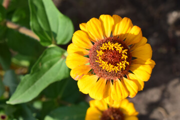 Fototapeta premium A vibrant yellow flower (zinnia elegans) with a prominent reddish-brown center. Radiant Yellow Bloom