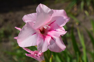 Naklejka premium A light pink gladiolus flower, with more intense pink details on the petals. Gladiolus in Pastel Hues