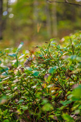 green forest foliage with soft bokeh background.