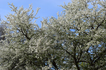 Serene Spring Scene with Vibrant Blossoms