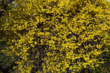 Forsythia flowers in sunny day. Nature soft selective focus blurred background
