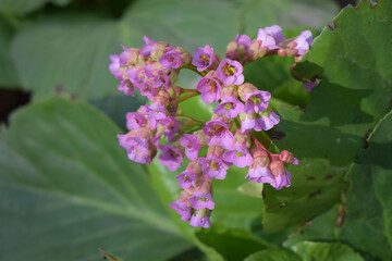 A cluster of pink flowers with yellow centers, surrounded by green leaves. Bergenia Bloom in Spring