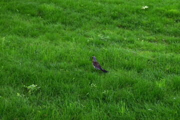 A lone bird (robin thrush) sits on a large field of green grass.
