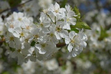 Nature's Elegance: Close-Up of Cherry Blossoms