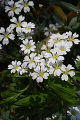 A cluster of small white flowers with five petals each, (cerastium biebersteinii).