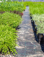 Row of plants are lined up in a greenhouse