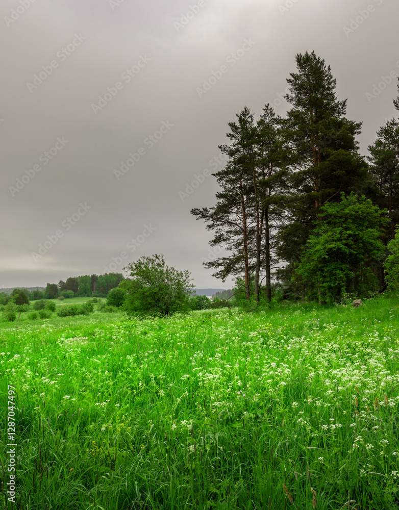 Wall mural field of grass with a few trees in the background