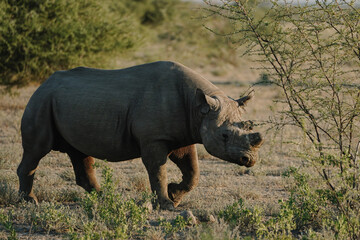 Black rhino with broken horn and torn ears walking in a national park in Etosha, Namibia