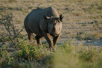 Obraz premium Black rhino with broken horn and torn ears walking in a national park in Etosha, Namibia