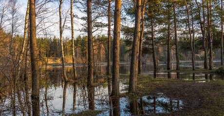 Forest with a lake in the middle