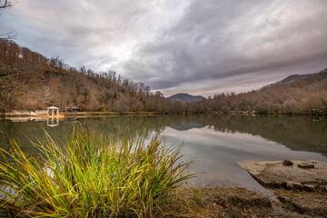Lake with a green plant growing on the shore