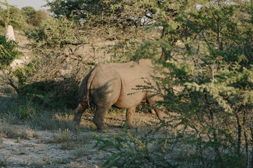 Black rhino going into the bushes in a national park in Etosha, Namibia © lilybee