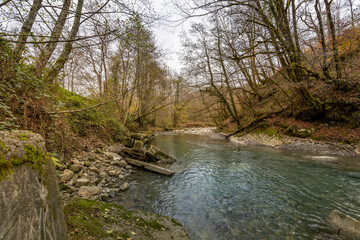 Obraz premium River with a forest in the background