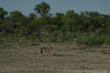 Leopard at sunset in Etosha national park in Namibia