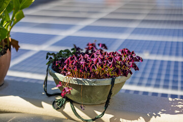 Purple Shamrock, often called Oxalis Triangularis with solar panels in the background