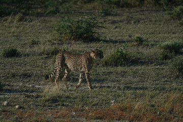 Leopard at sunset in Etosha national park in Namibia
