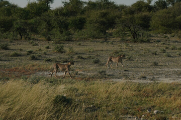 Leopard brothers walking at sunset in Etosha national park in Namibia