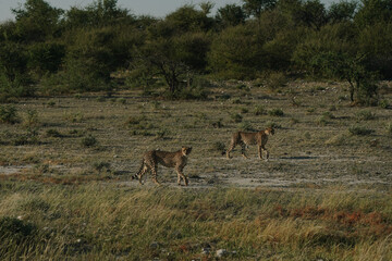 Leopard brothers walking at sunset in Etosha national park in Namibia