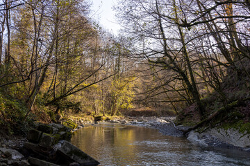 Naklejka premium River with trees on either side