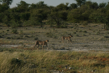 Leopard brothers walking at sunset in Etosha national park in Namibia