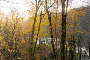 Forest with trees in the foreground and a river in the background