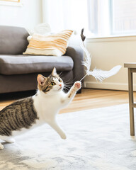Playful tabby cat with feather indoors, adorable feline on couch in a cozy living room