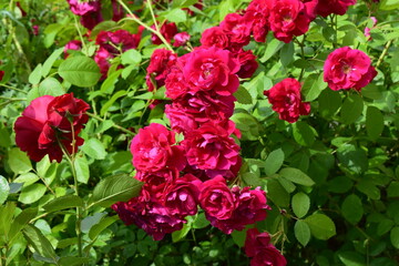 A cluster of vibrant red roses in full bloom, surrounded by lush green leaves. Outdoor Cluster of Vibrant Blooms