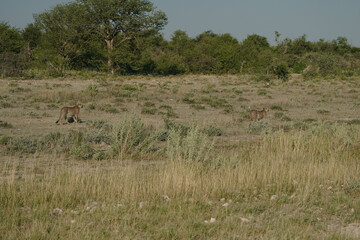 Leopard brothers walking at sunset in Etosha national park in Namibia