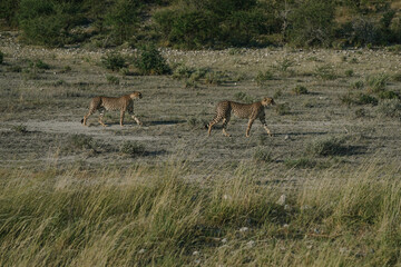 Leopard brothers walking at sunset in Etosha national park in Namibia