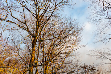 Tree with leaves that are yellow and brown