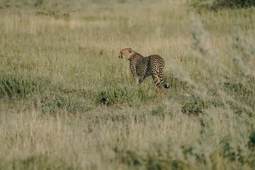 Leopard at sunset in Etosha national park in Namibia