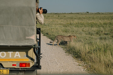 Male leopard crossing the road in front of photographer in Etosha national park in Namibia