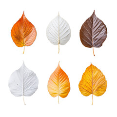 Obraz premium Collection of colorful autumn leaves on a transparent background