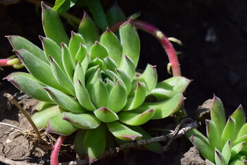 A close-up of a succulent plant with rosette-shaped leaves, displaying shades of green with red tips. Sempervivum tectorum. Rosettes in Sunlight