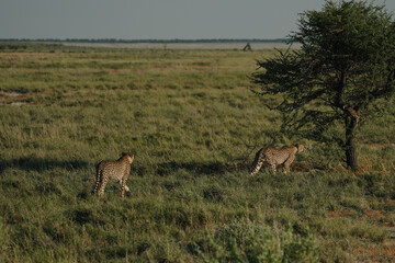 Leopard brothers walking at sunset in Etosha national park in Namibia