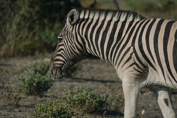 Zebra in Etosha national park in Namibia
