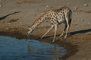 Giraffe bending over and drinking water at a watering hole in a national park in Etosha, Namibia