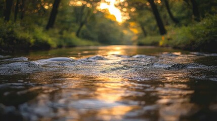 Golden Sunlight on a Forest Creek