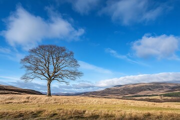 Lone Tree Winter Landscape Scottish Highlands Scenic View Beautiful Nature Panoramic Vast Expanse Golden Grass Blue Sky Clouds Dramatic Serenity      