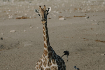 Obraz premium Giraffe standing with tail up in a national park in Etosha, Namibia