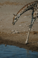 Giraffe bending over at a watering hole in a national park in Etosha, Namibia