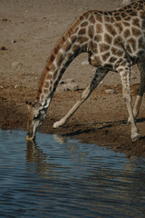 Giraffe bending over and drinking water at a watering hole in a national park in Etosha, Namibia