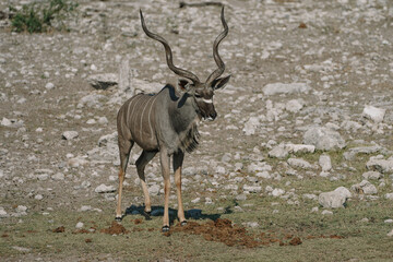 Beautiful male greater kudu (Tragelaphus strepsiceros) in Etosha National park in Namibia
