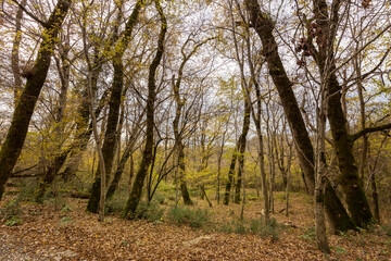 Fototapeta premium Forest with trees that are bare and have leaves on them