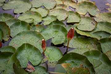Pink water lilies with water lilies on a pond in a park in cloudy weather
