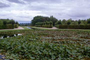 Big pond with a lot of of water lilies in the Hermitage Garden in Bayreuth, Bavaria, Germany