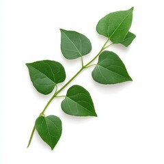 Fototapeta premium This lush vine plant on a white backdrop brings a burst of green, ideal for brightening up your indoor space.
