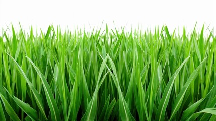 Fototapeta premium A lush green field stands out, isolated against a clean white backdrop, showcasing the beauty of agriculture.
